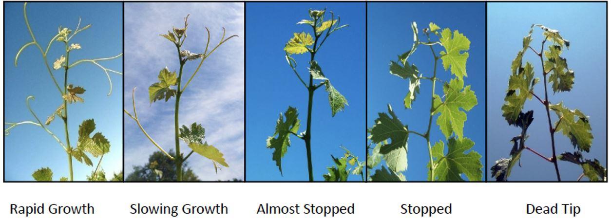 A series of five photos shows the progression of water stress symptoms in shoot tips of grapevines: rapid growth, slowing growth, almost stopped, stopped and dead tips.