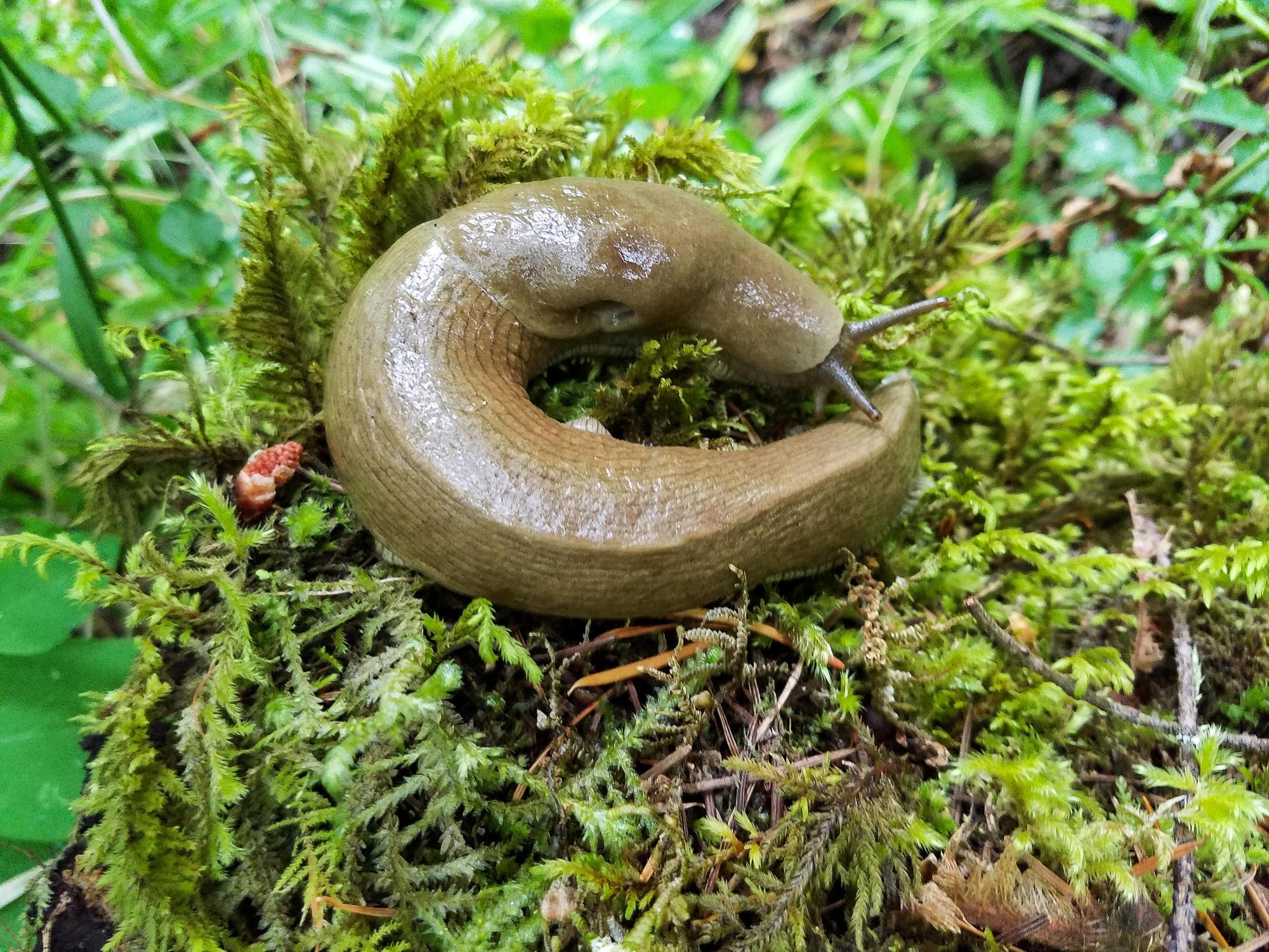 A slug curled up on a bed of moss