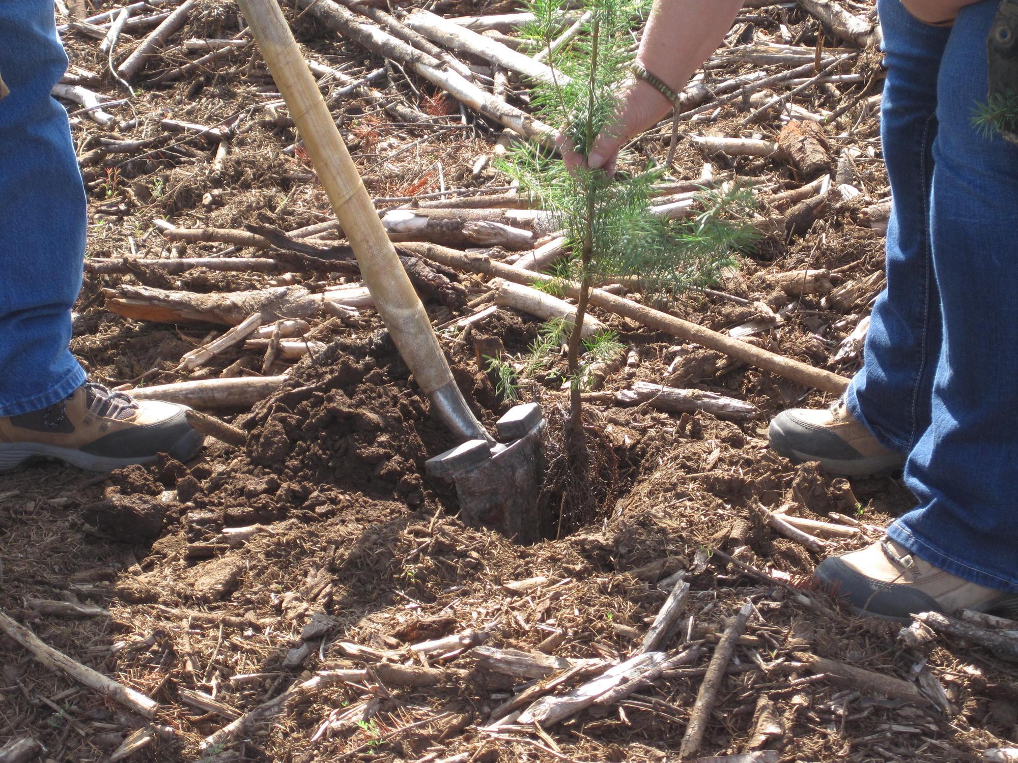 A tree seedling is planted by one person as another holds a shovel in the ground.