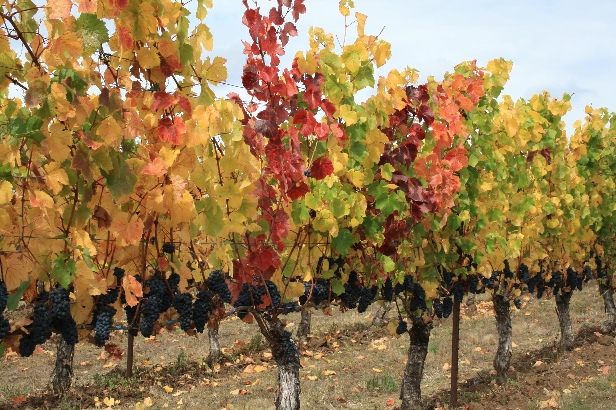 A grapevine's red leaves interspersed amid green and yellow leaves indicate the presence of red blotch disease.