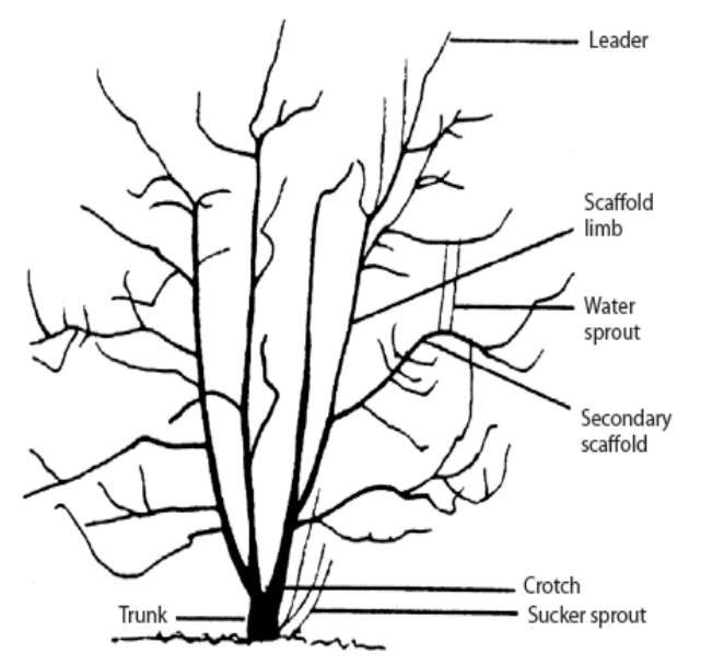 Drawing of tree with common terms used in pruning and training.