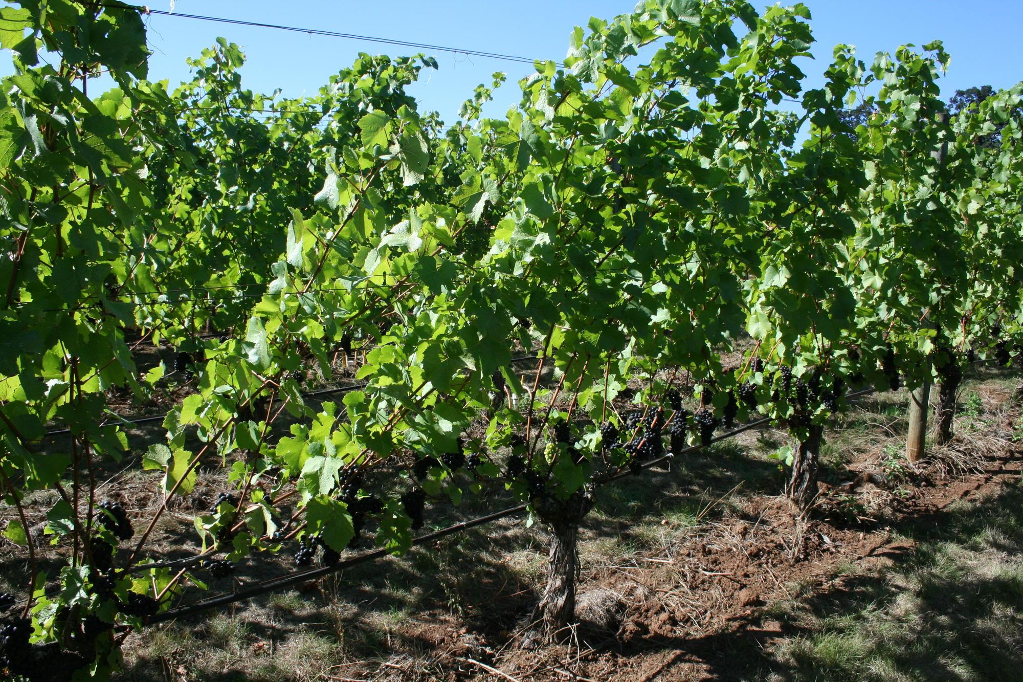 green leaf row of grapevines