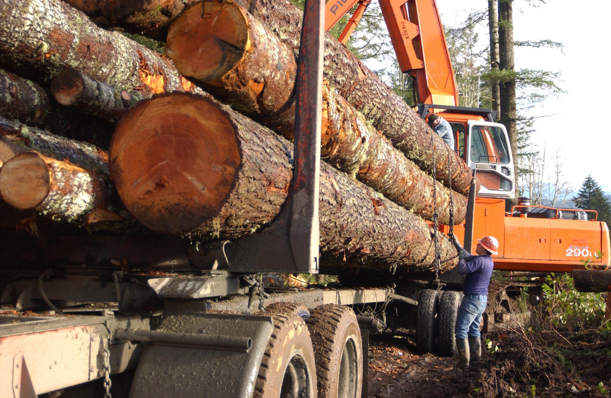 A man tightens a chain on a load of logs on trailer.