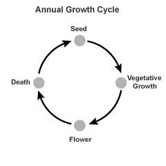 Graphic shows the life cycle of an annual plant: seed, vegetative growth, flower and death.