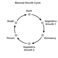 A graphic shows the life cycle of a biennial plant: seed, first vegetative growth, dormancy, second vegetative growth, flower, death.