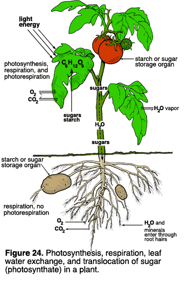 An illustration shows how light energy and oxygen enter leaves of a plant and carbon dioxide leaves. There's sugar starc