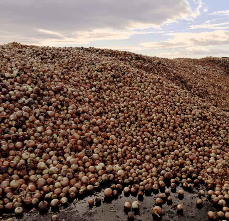 Huge piles of onions