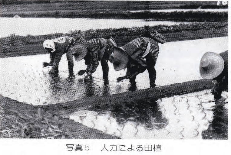 Rice transplanting by hand before the invention of the transplanter.