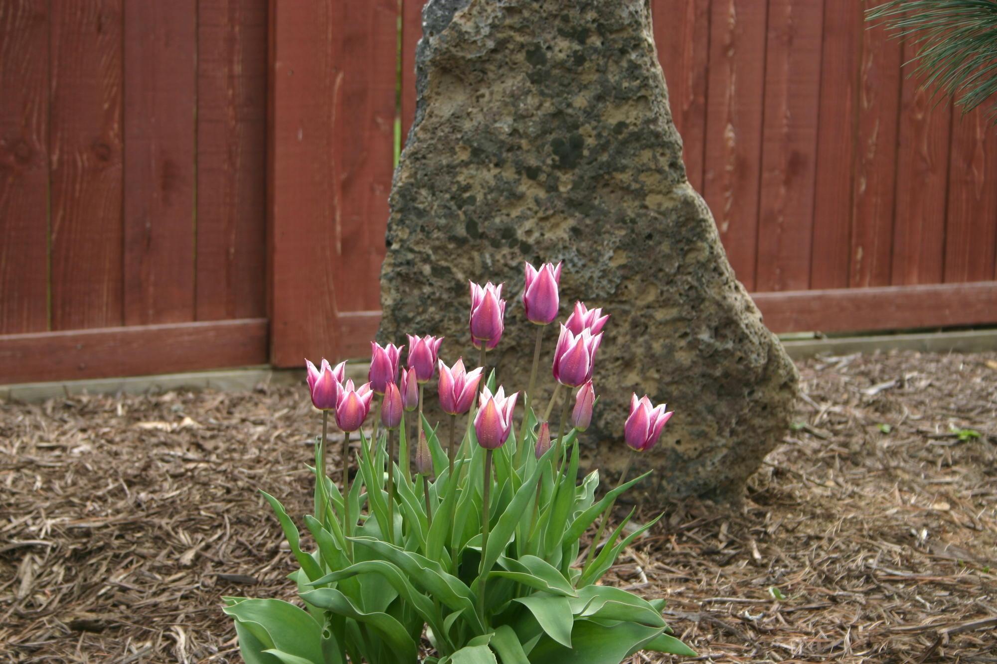 Pink flowers by a rock