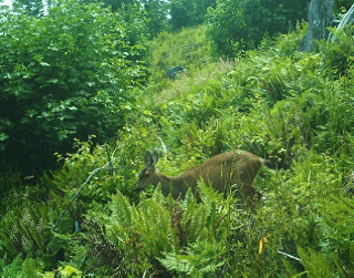 Deer in brush