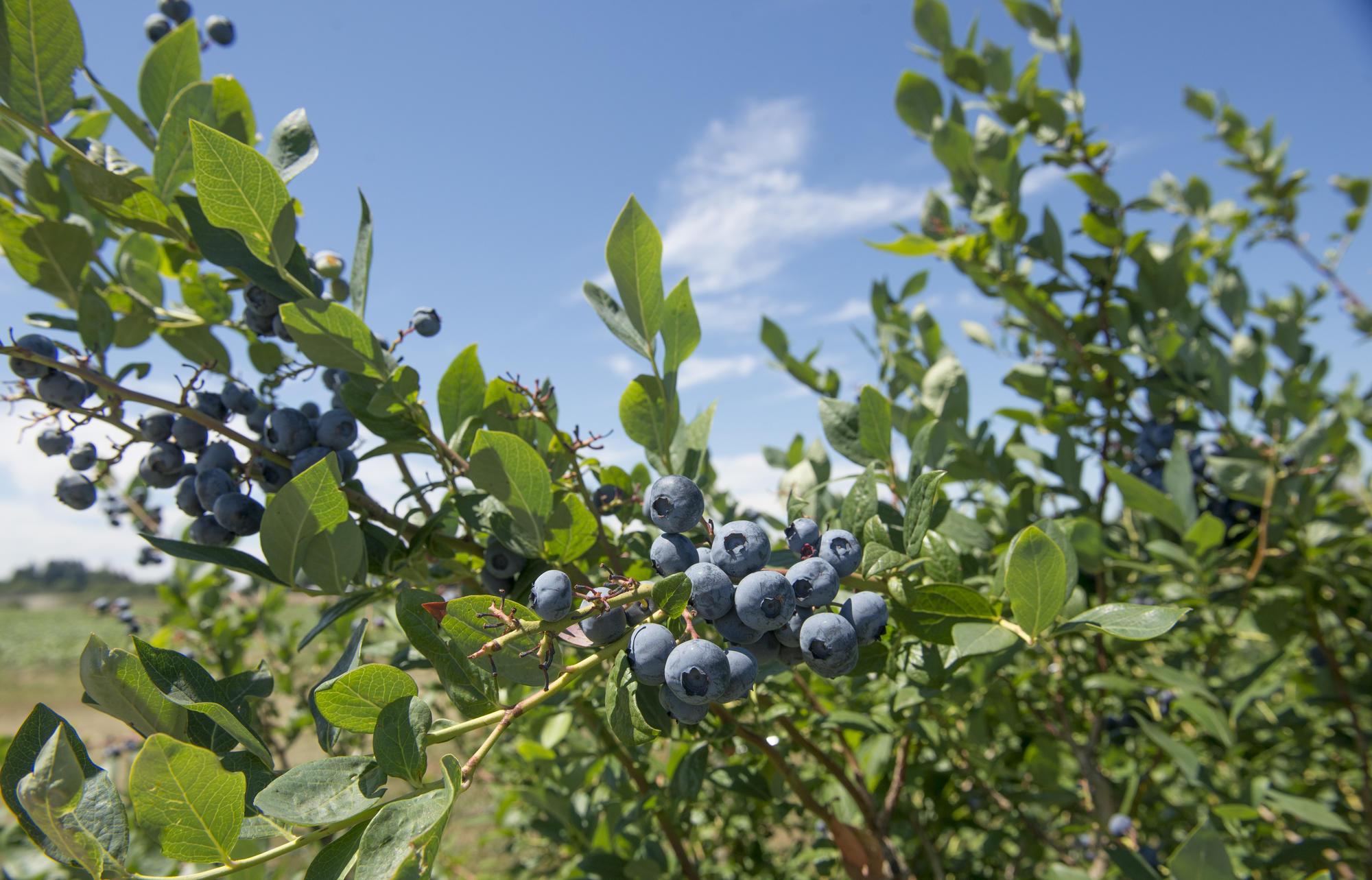blueberries ripening on a bush