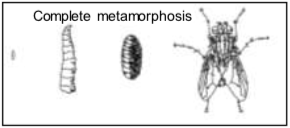 complete metamorphosis: egg, larva, pupa and adult