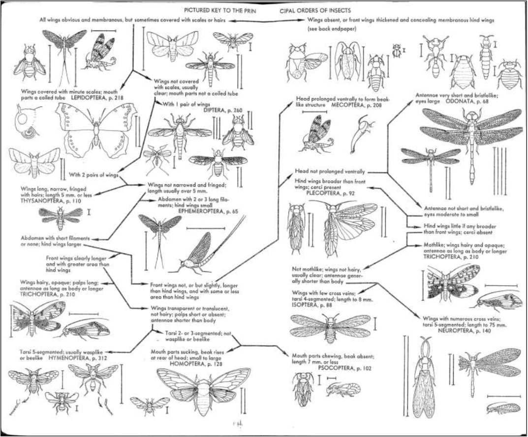Insect order key with illustrations of insect order examples