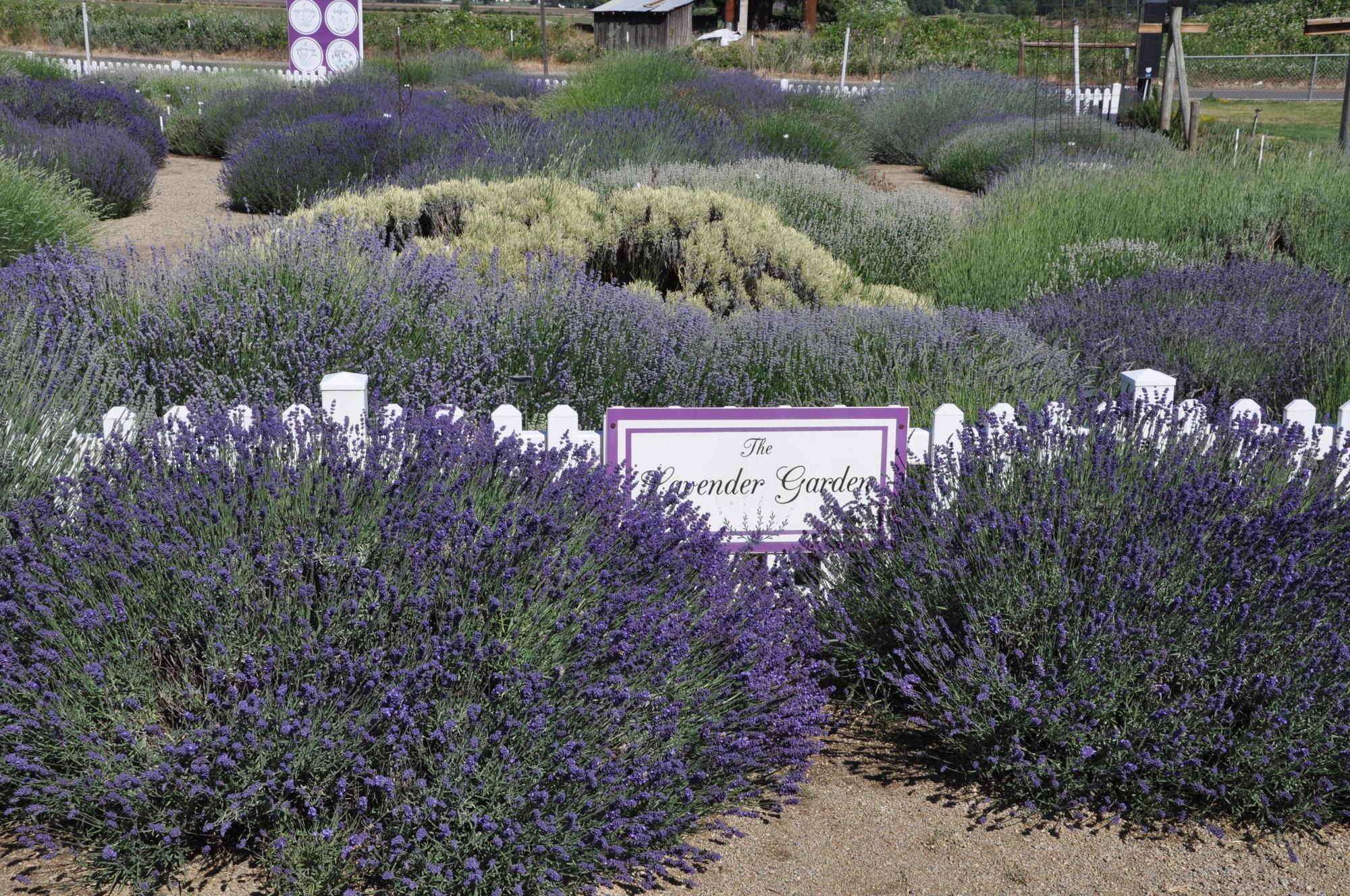 large lavender bushes in bloom