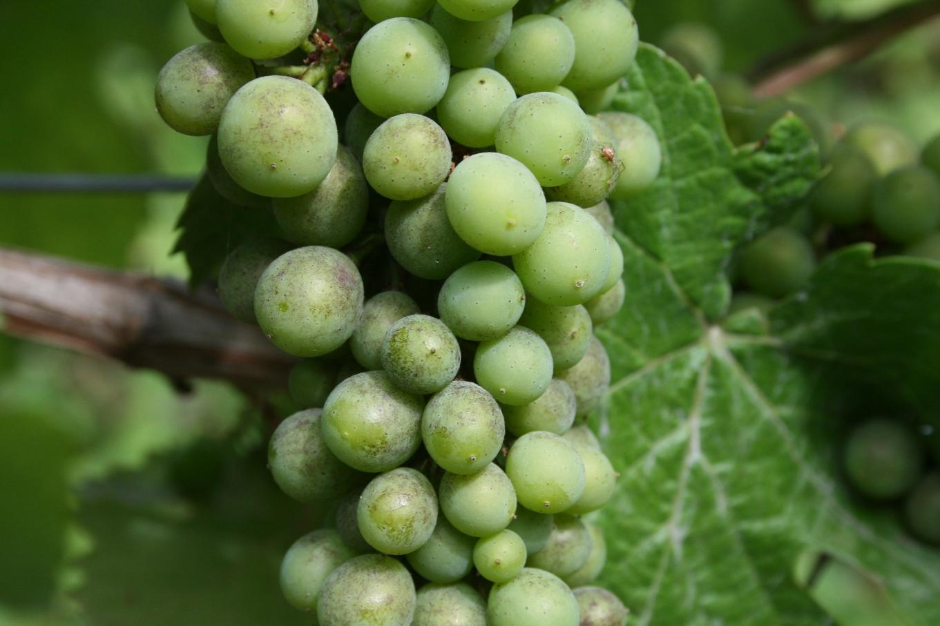 Pinot noir cluster with powdery mildew infection before veraison.