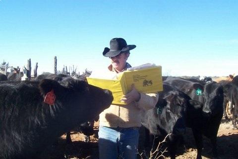Man holding book with cattle around