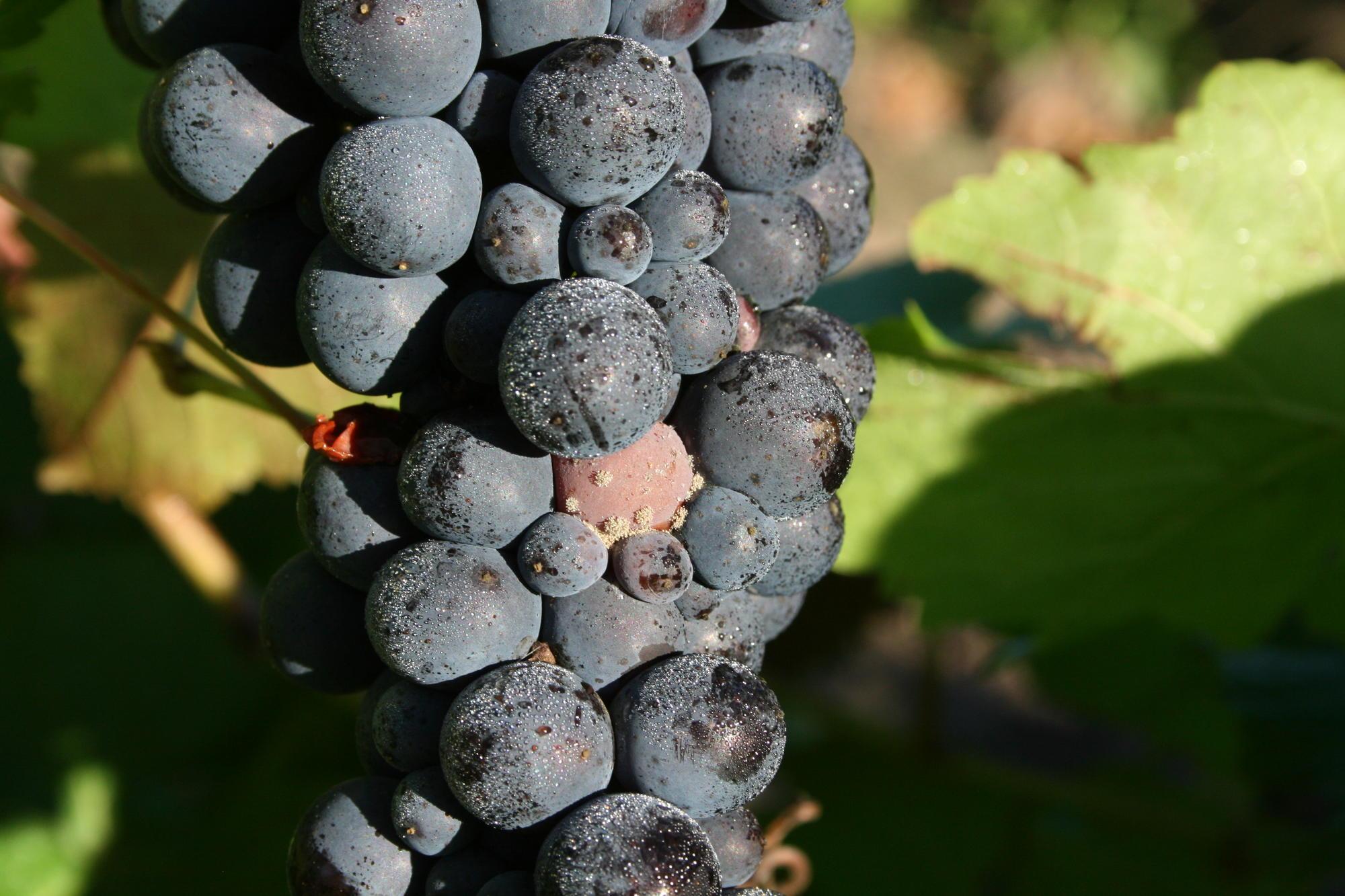 Pinot noir cluster with botrytis