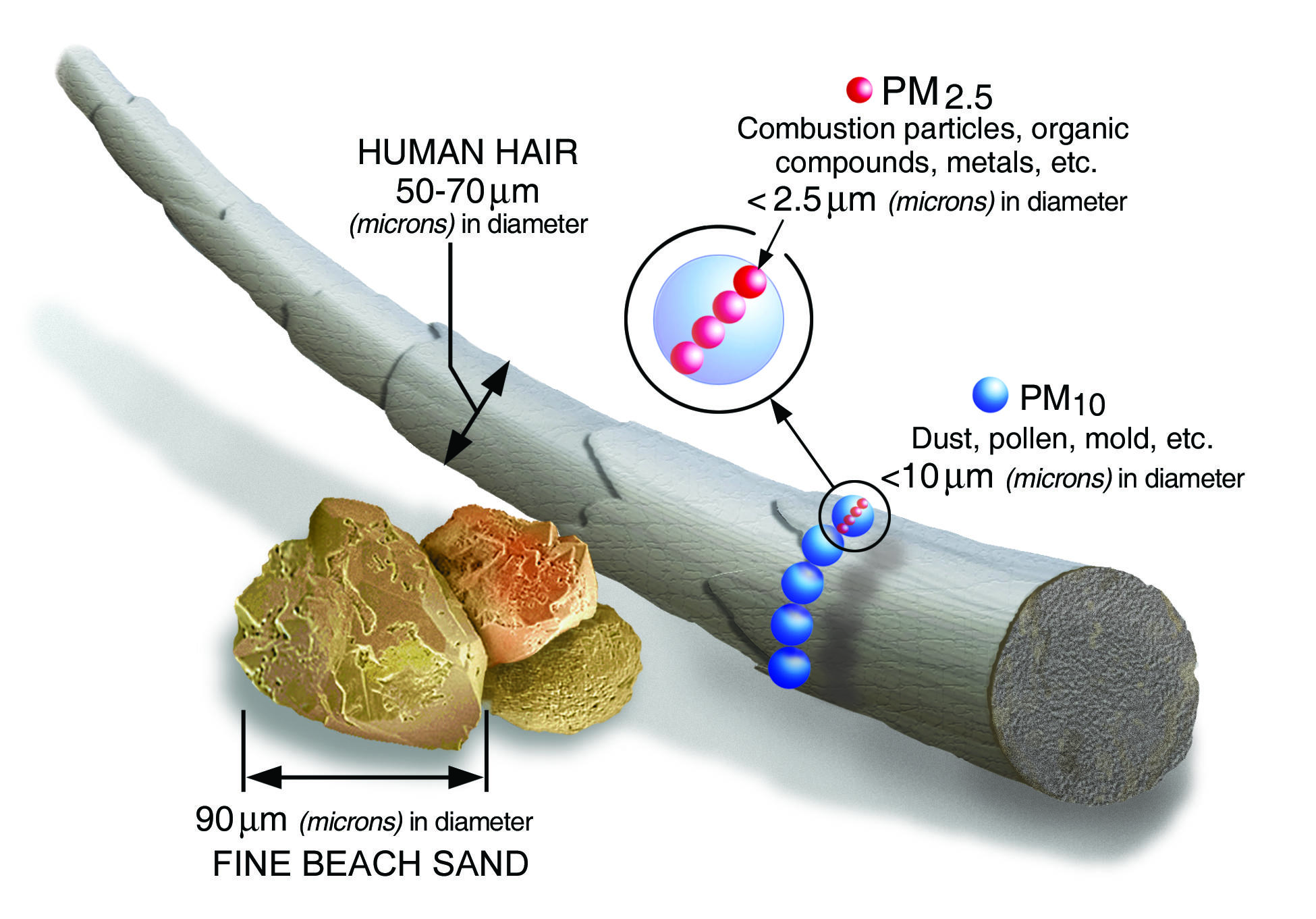 To-scale graph illustrates how smoke particles are tinier than a human hair and fine beach sand.