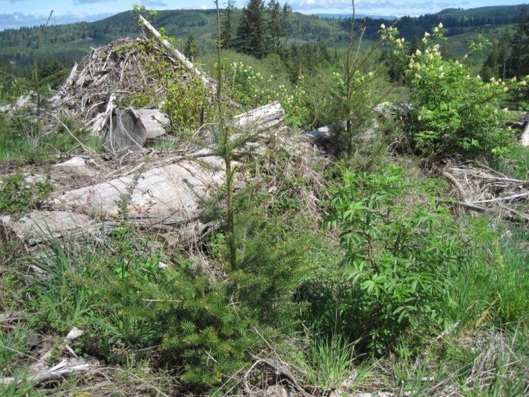 A small slash pile sits surrounded by downed logs and new growth of brush and trees in a logged area.