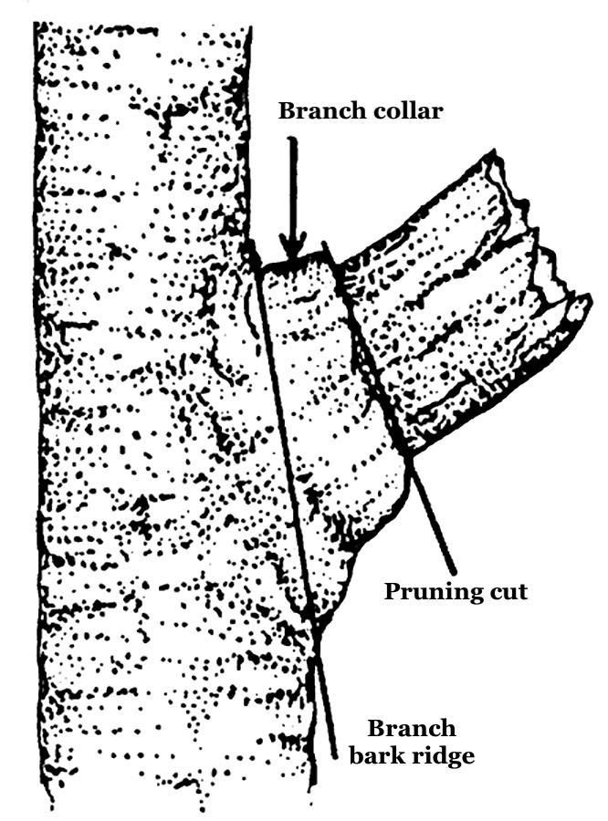 The branch collar contains cells that seal off pruning wounds from wood rot fungi.