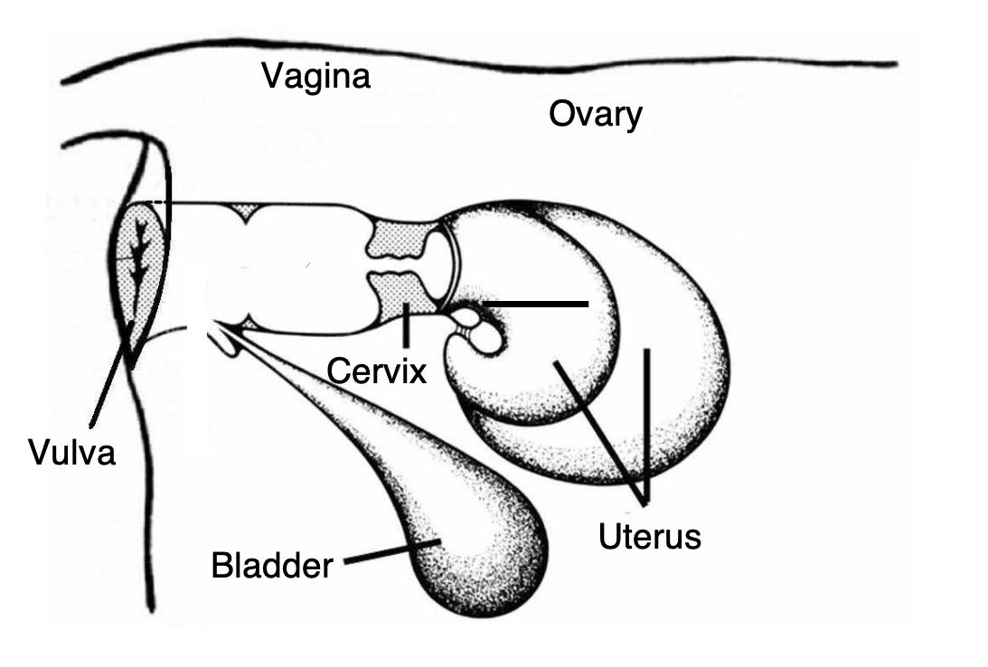 image of cow reproductive tract