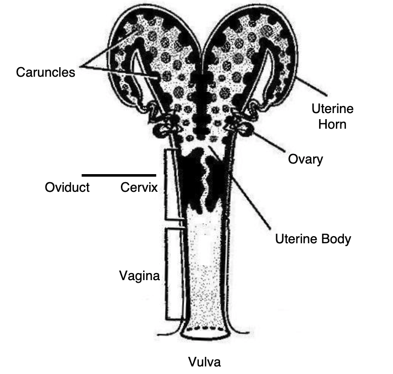 cow uterus