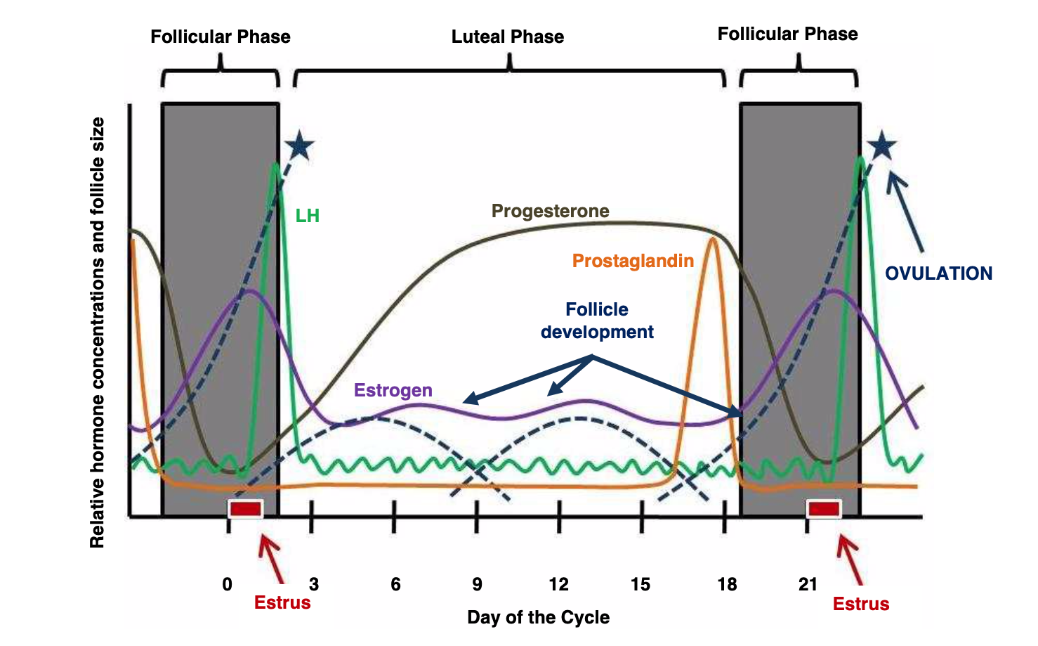Hormonal profile and follicular development during the estrous cycles in cows.