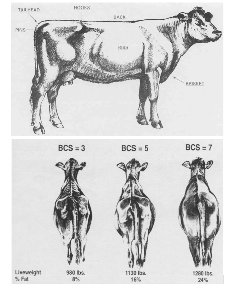cow anatomy and BCS scoring