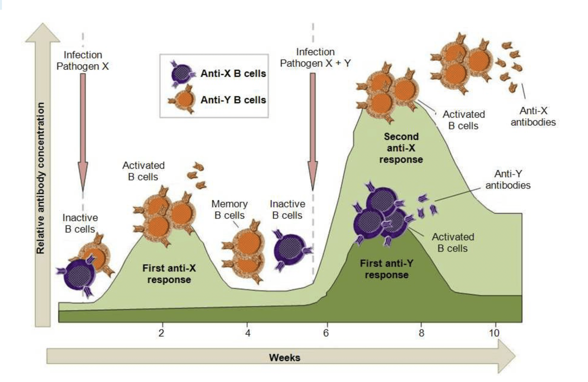 graph of relative antibody concentration vs. weeks