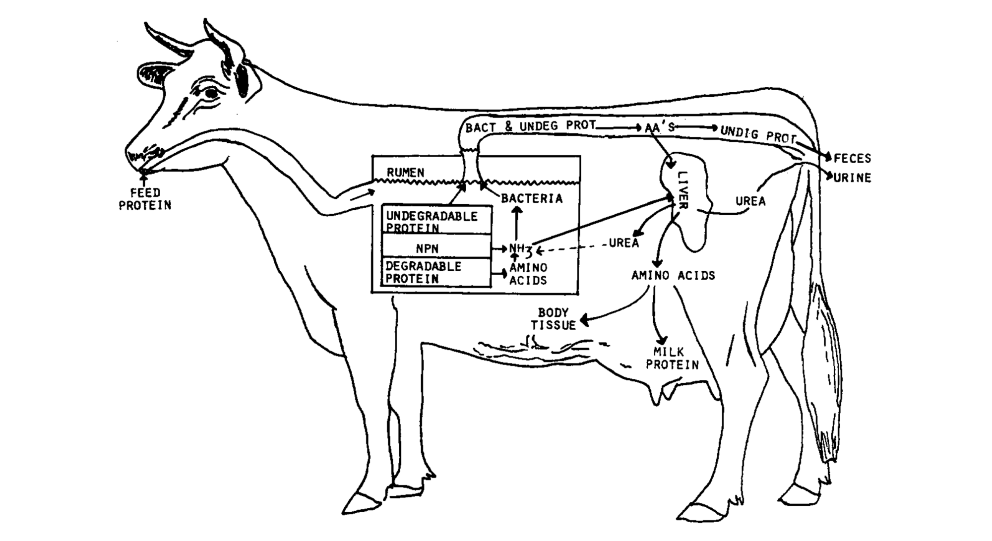 Digestive path of protein in cattle.