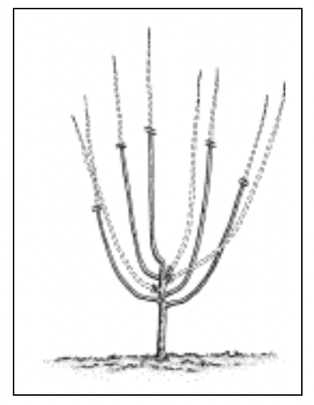 A cherry tree during its first dormant season resembles a candelabra with several branches extended from a central stalk.