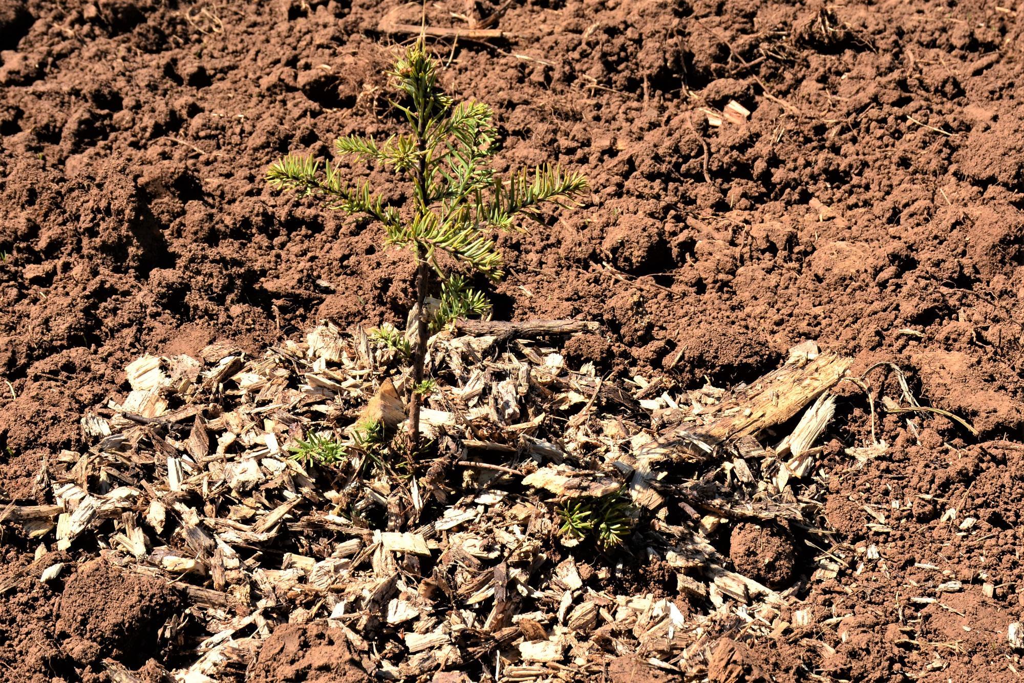 Mulching noble fir seedling with wood chips to increas soil moisture retention