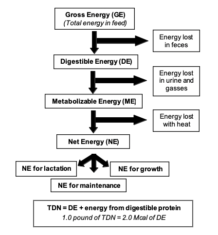 flow chart of energy consumed in beef cattle nutrition
