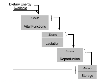 A chart describes the hierarchical order for energy use in beef cattle. At the top is the dietary energy available. It is then divided into a hierarchy of subcategories of functions with the excess energy passed along to the next function.