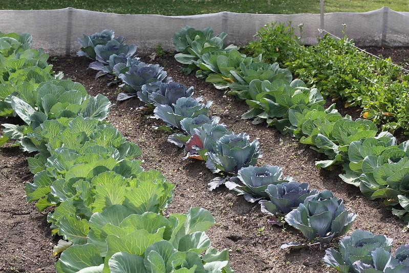 Rows of vegetables in a garden