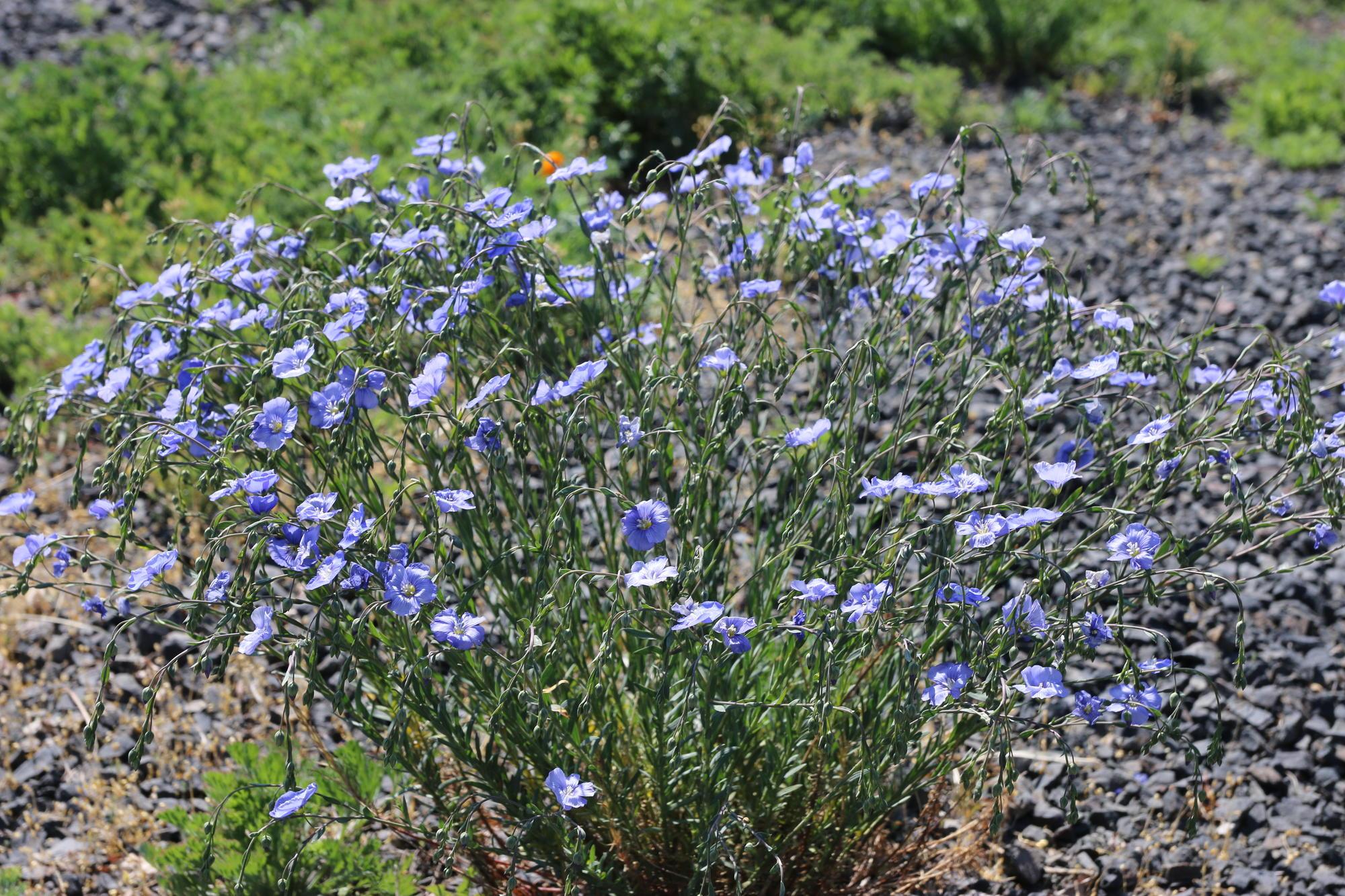 Blue flax, light-colored flowers atop feathery foliage