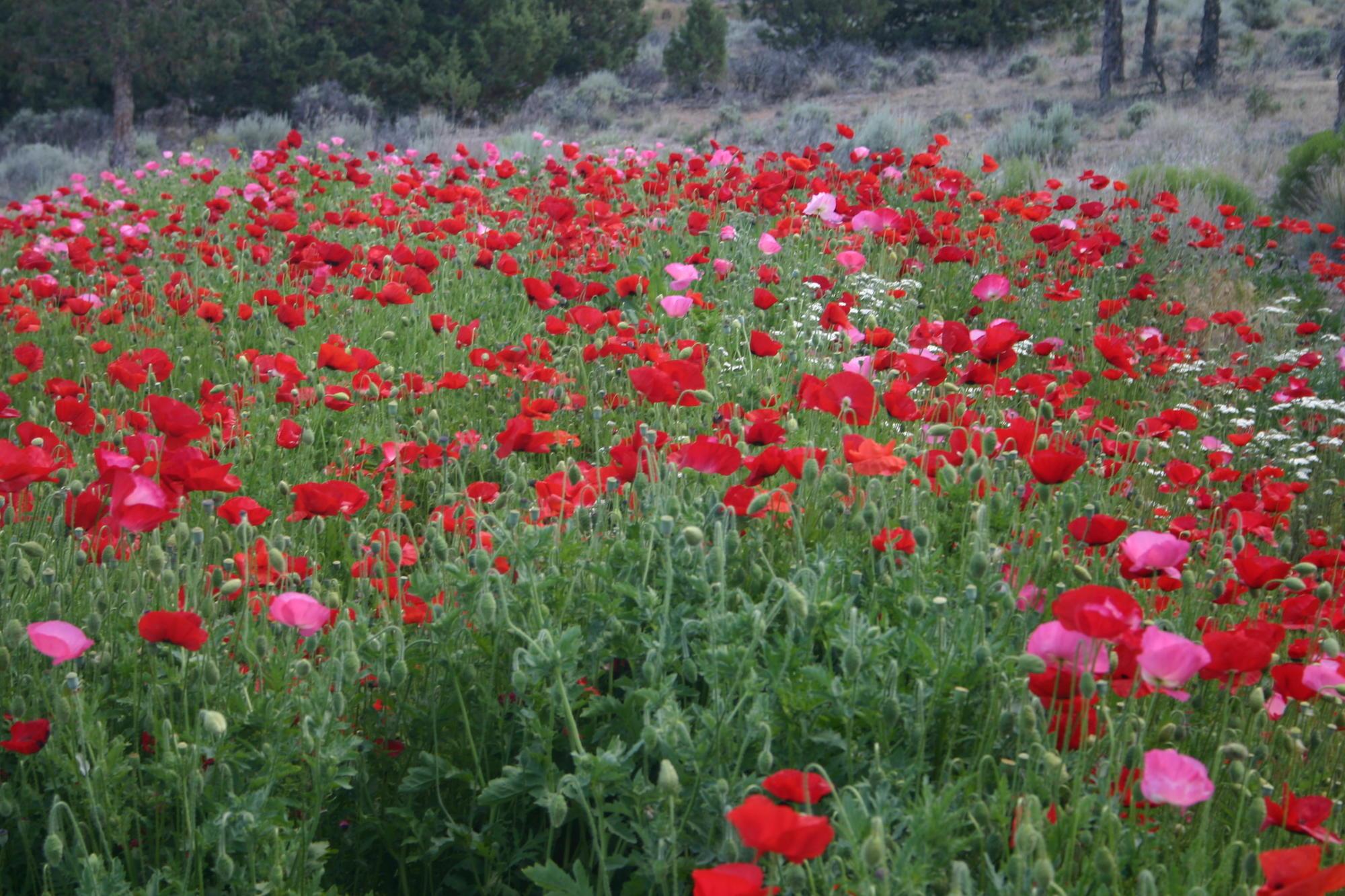 Field of wildflowers with poppies