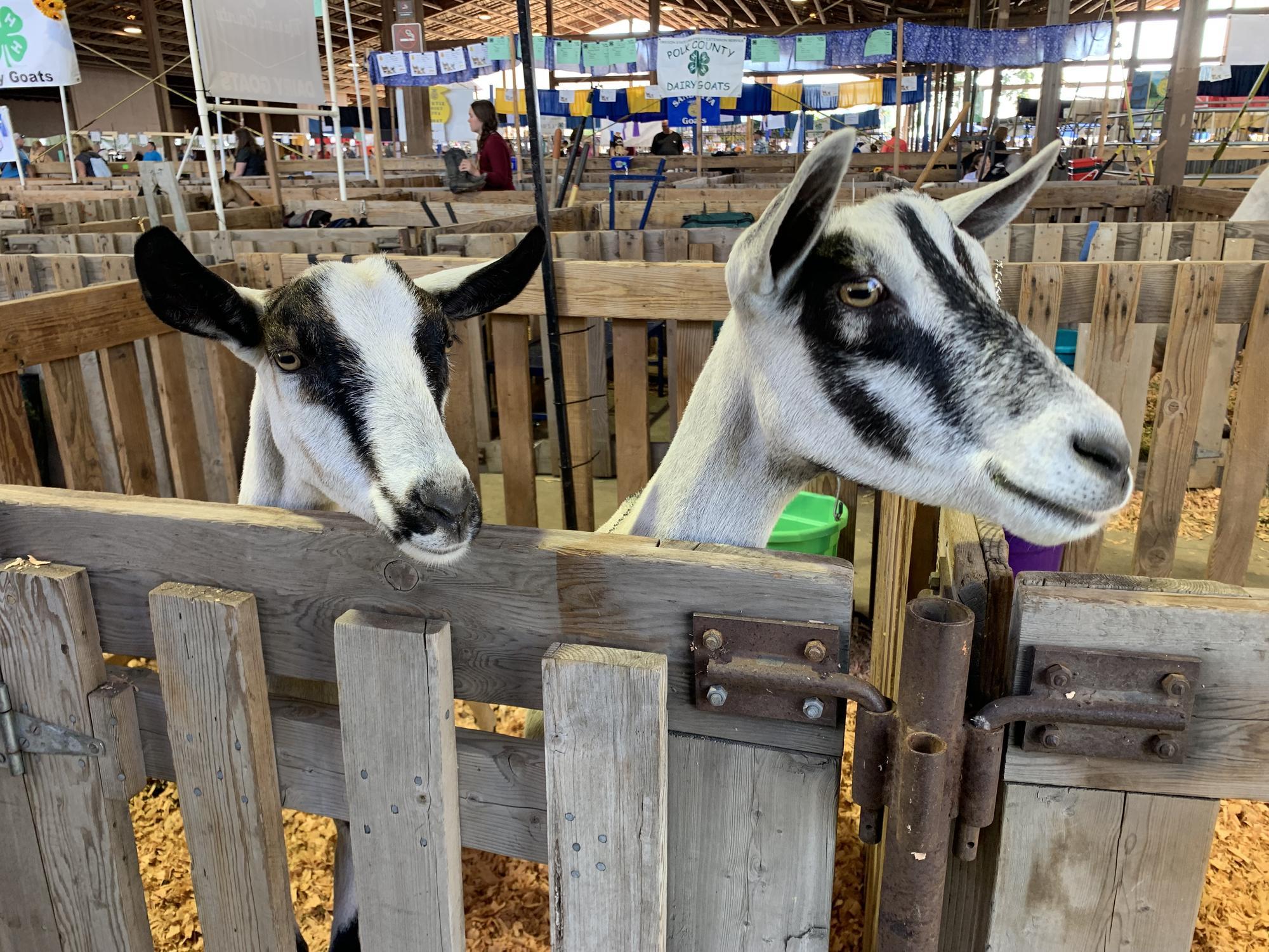 2 greetng goats