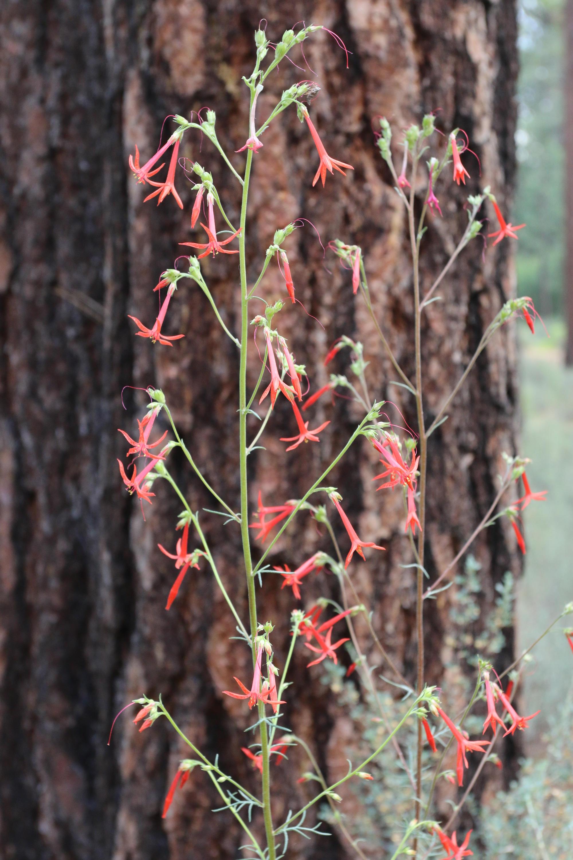 Scarlet gilia near a ponderosa pine