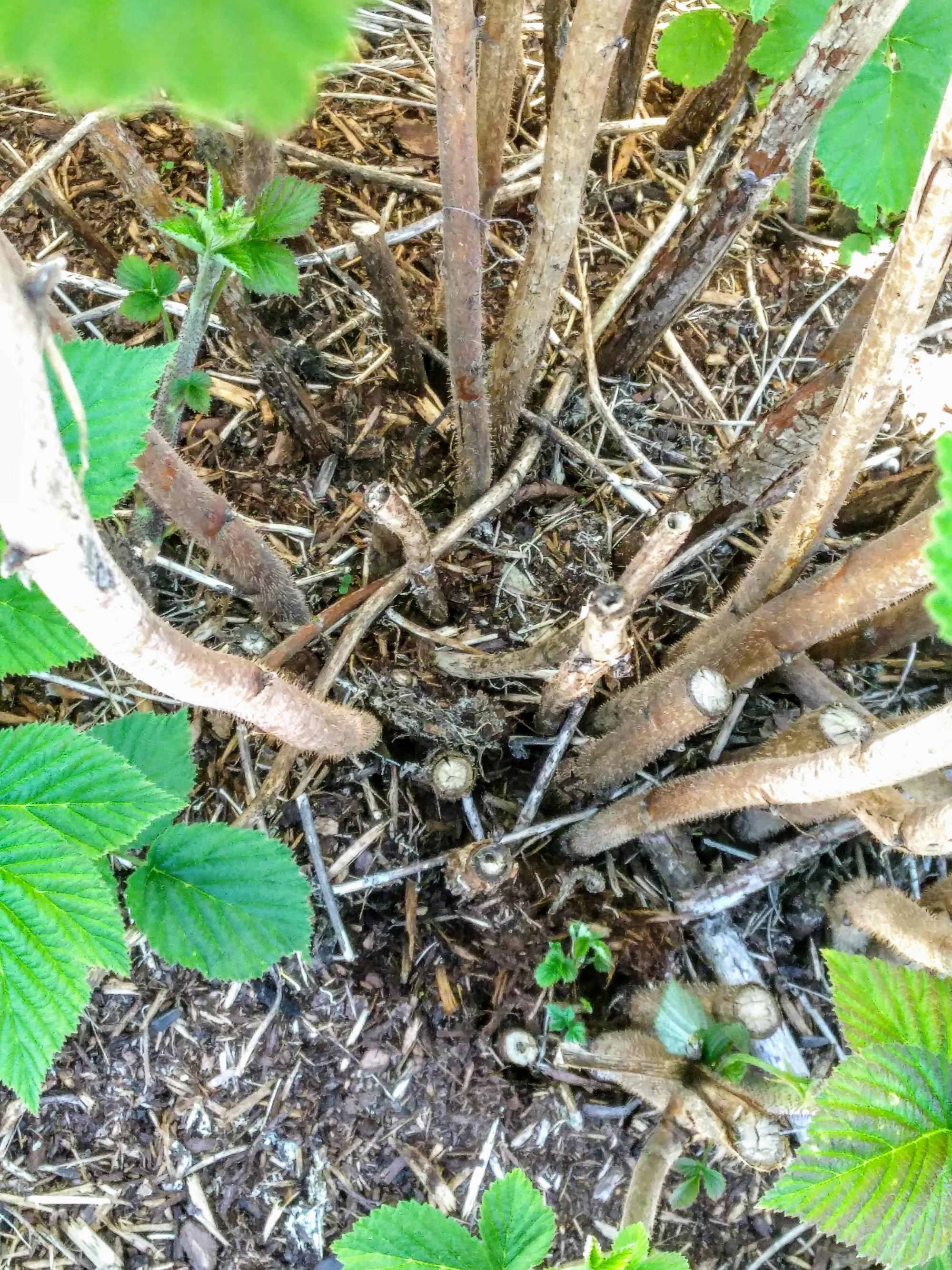 Cut raspberry canes left for use by carpenter bees