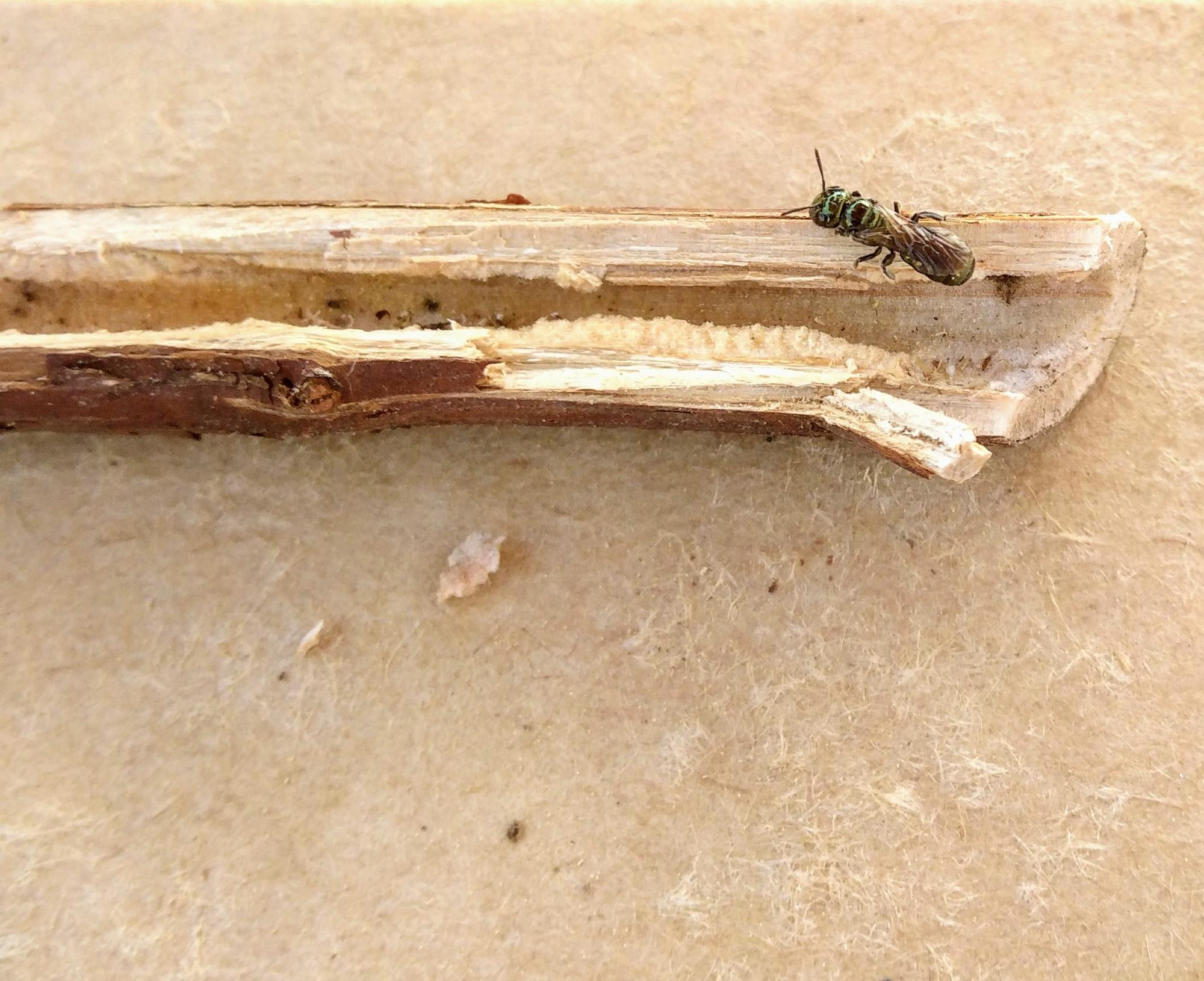 Carpenter bee nesting in a raspberry cane