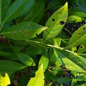 laurel with spots and holes in the leaves