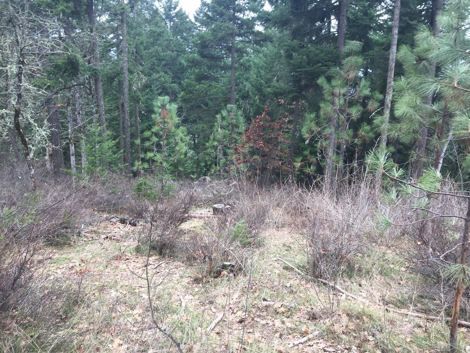 A barren hillside illustrates how Douglas-fir are dying out in shallow rocky soils.