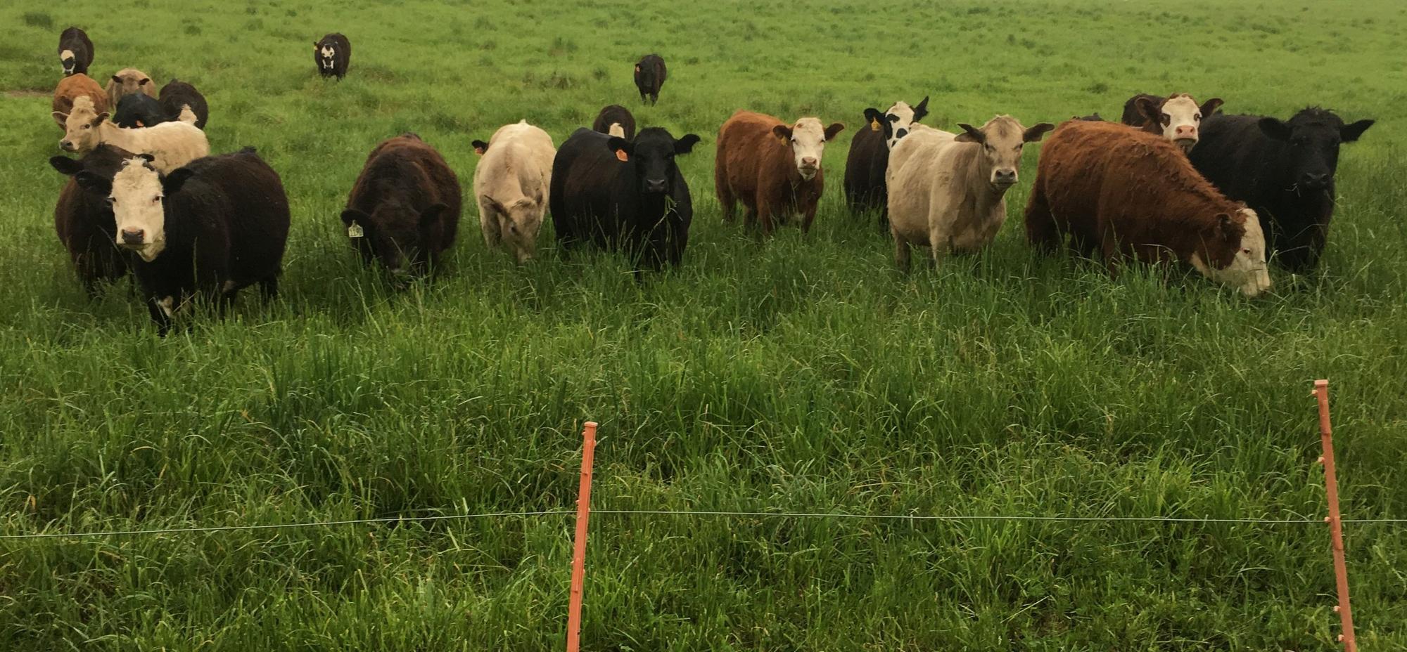 A group of more than a dozen cattle stands in a verdant pasture.