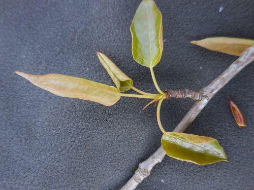cottonwood increasing leaf