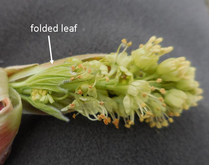 bl maple flower-leaf