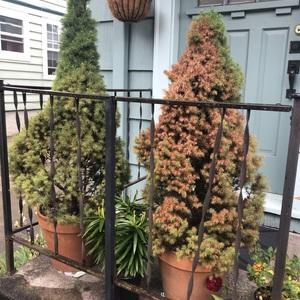 two small pine trees in pots on a patio