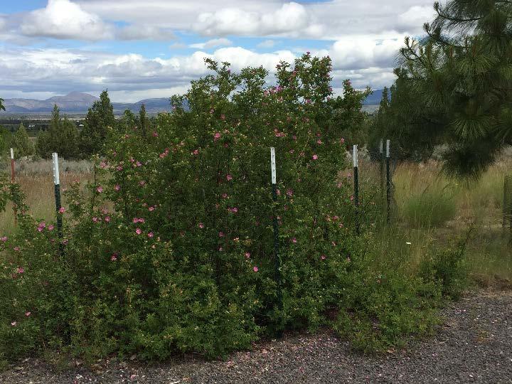 A Woods' rose plant with green foliage and pink flowers stands amid a line of metal fence stakes.