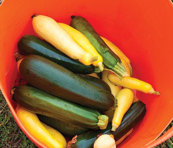 About a dozen green and yellow zucchini squash fill a red bucket.
