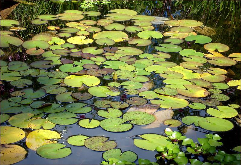 backyard pond with lilly pads